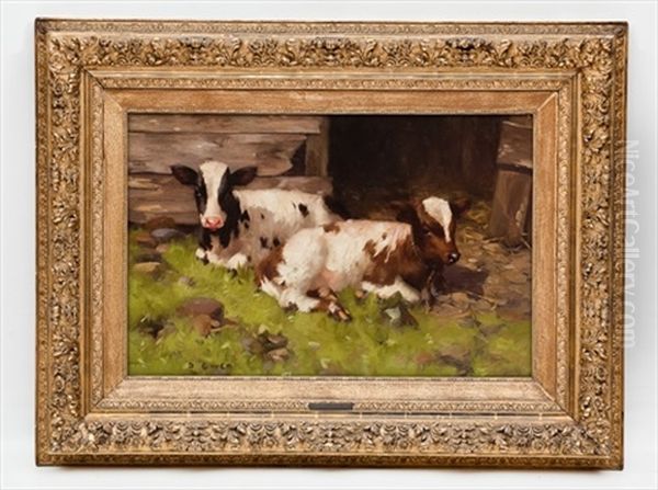Calves In The Afternoon Sun - view 1