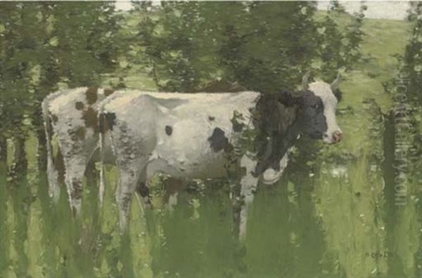 Ayrshire Cows - view 1