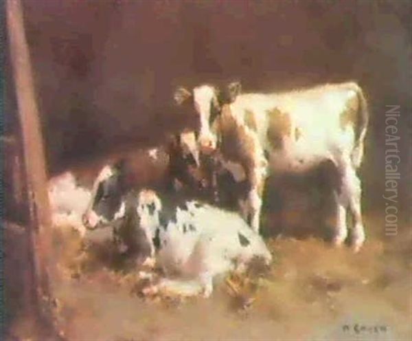 Three Ayrshire Calves In A Barn - view 1