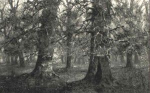 Oaks In Autumn