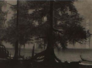 Night Scape Of Cattle Resting Under Cypress Grove Of Lake Pontchatrain Night Scape Of Cattle Resting Under Cypress Grove Of Lake Pontchatrain