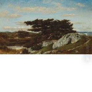 Scrub Pines And Coast, Cohasset, Massachusetts