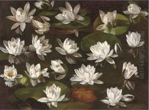 Waterlillies (+ Mixed Blooms, Verso) by Karl Max Gebhardt