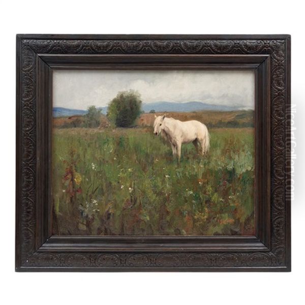 Caballo Blanco En Campo Abierto - view 1