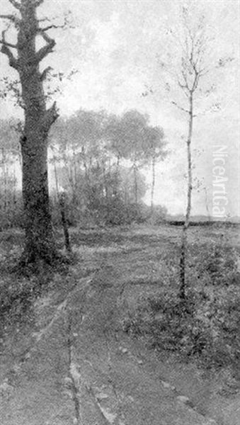Am Lichten Birkenwald. Abendstimmung Im Spatherbst - view 1