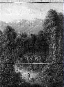 Hunting Wild Boar, New Zeland by Wilhelm (Willi) Geissler