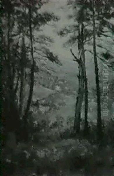 A View Through The Clearing - view 1