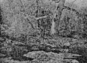 Child Of The Forest by Charles-Jean Georget