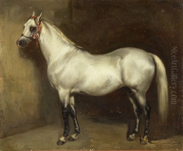 Stolzer Schimmel - view 1
