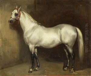 Stolzer Schimmel