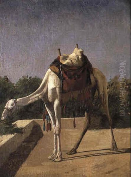 Camel - view 1