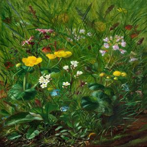 Forest Floor With Summer Flowers Forest Floor With Summer Flowers