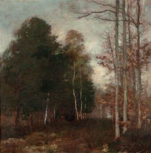 Paysage Arbore Paysage Arbore