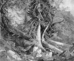 Windbruch Bei Nayghor