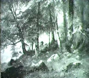 Waldstucke