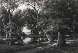 Ducks On A Pond In A Wooded Landscape