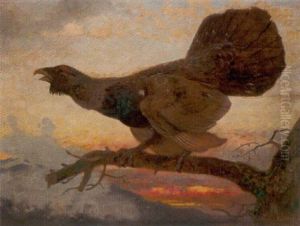 Auerhahn Bei Abenddammerung Auerhahn Bei Abenddammerung