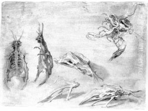 Studies Of The Skull Of A Birdand Imaginary Insects (recto) A Head Of A Man (verso)