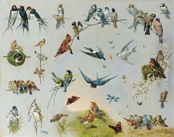 Etudes D'oiseaux - view 1