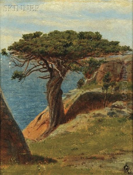 The Old Juniper Tree At Manchester, Cape Ann, Mass - view 1
