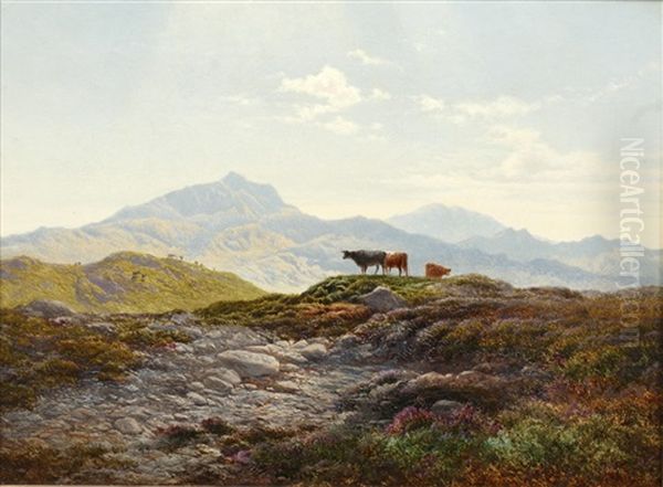 Cattle In A Highland Landscape - view 1