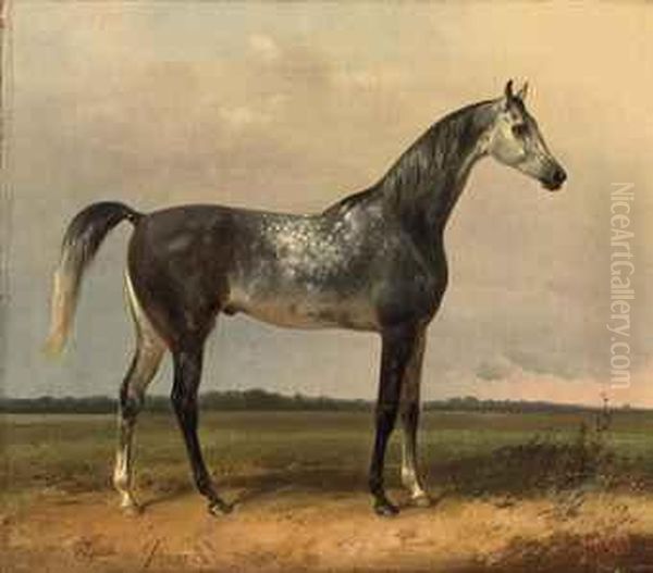 A Gray Horse In The Meadow - view 1