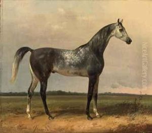 A Gray Horse In The Meadow