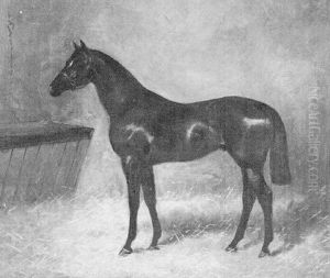 Dark Bay Horse In A Stable Dark Bay Horse In A Stable