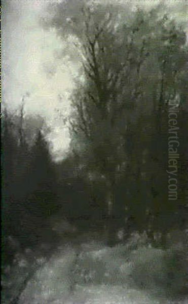 Woodland Path At Sunset - view 1