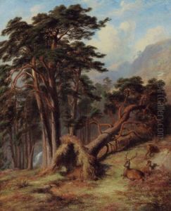Glen Quoichm Mar Forest - After A Gale
