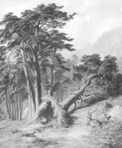 Study In Glen Quooch Mar Forest After A Gale by James William Giles