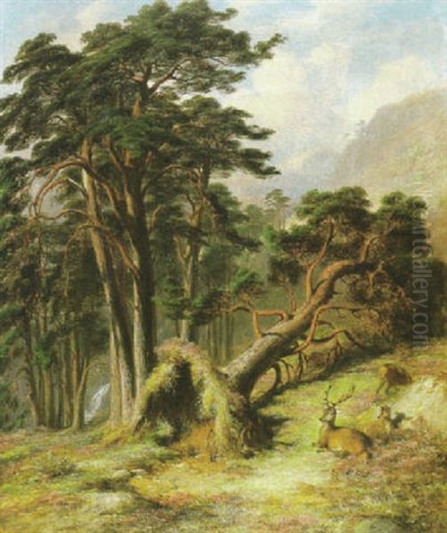 Glen Lubock Mar Forest, After A Gale - view 1