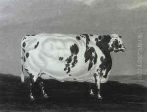 Shorthorn Heifer by Edmund Gill