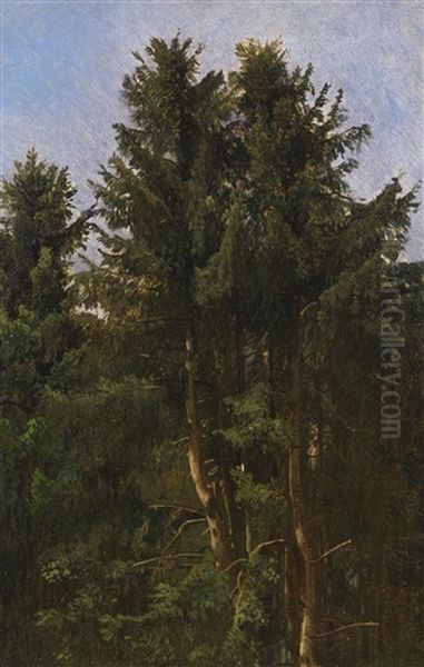 Baumstudie - Hohe Nadelbaume Im Waldesdickicht - view 1