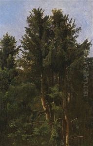 Baumstudie - Hohe Nadelbaume Im Waldesdickicht