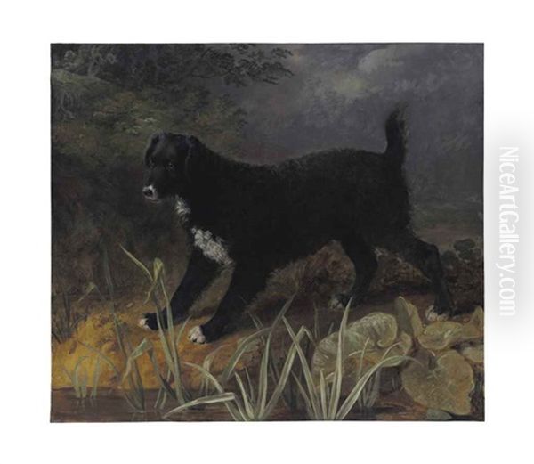 A Portrait Of The Black And White English Water Spaniel 'tim - view 1