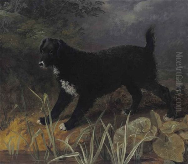 A Portrait Of The Black And White English Water Spaniel 'tim - view 1