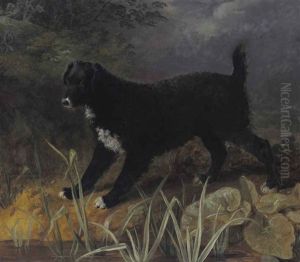 A Portrait Of The Black And White English Water Spaniel 'tim by Sawrey Gilpin