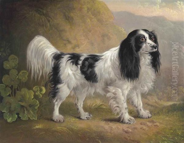 A Black And White English Springer Spaniel In A Landscape - view 1