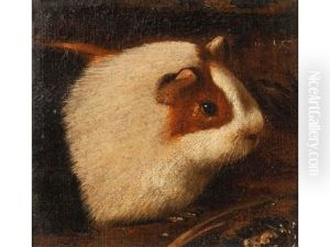 Head Of A Guinea Pig by Giovanni (Giovanni da Udine) Nanni (Nani)