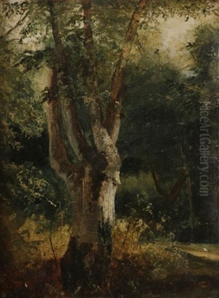 Arbre - view 1
