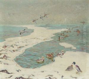 Havlitter Og Aender I Strandkanten, Vinter