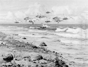 Flygande Ejdrar Over Strand