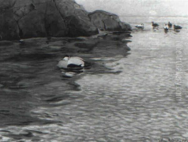 Sj"f+glar Vid Klippig Kust, Eftermiddagssol - view 1