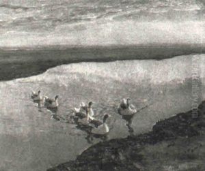 G,ss Pa Flommen, Sen Eftermiddag