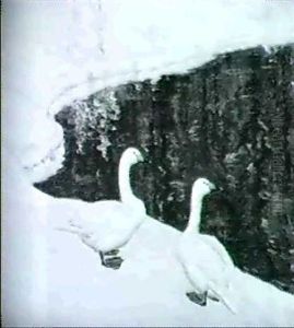 Svanpar Vid Iskant