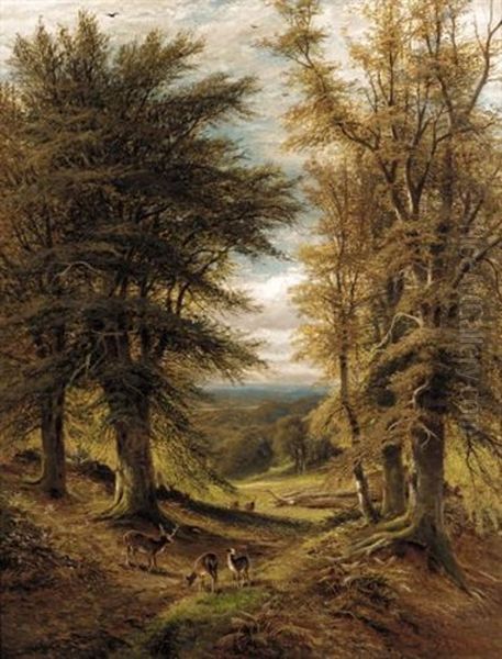 Deer In A Woodland Clearing - view 1