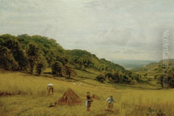 Harvesting At Luccombe, Isle Of Wight - view 1