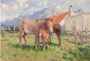 Donkeys In A Paddock