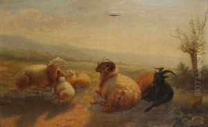 Ram Met Schapen En Lammeren In De Wei Ram Met Schapen En Lammeren In De Wei